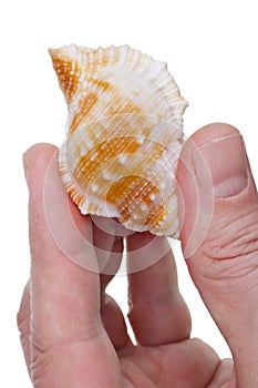 The  marine biologist hold the shell  of underwater mollusk isolated