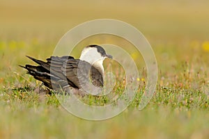 Marine bird Arctic Skua, Stercorarius parasiticus, sitting in the grass. Bird in the nature habitat.