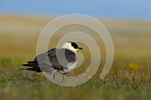 Marine bird Arctic Skua, Stercorarius parasiticus, sitting in the grass. Bird in the nature habitat.