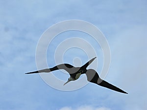 Magnificent fragate Bird female, in Margarita island Nueva esparta State Venezuela