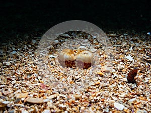 Marine bivalve mollusk, Bivalvia. Loch Carron, Scotland