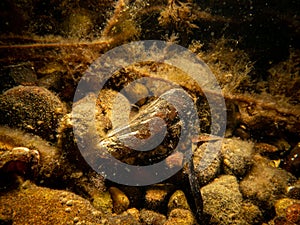 A marine blue mussel, Mytilus edulis on the seafloor