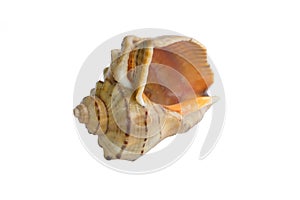 Marine bright yellow orange gastropod seashell close-up on white background