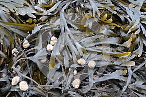 Marine brown algae with sea snails