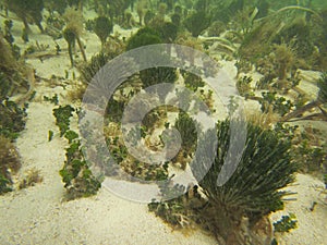 Marine calcareous algae