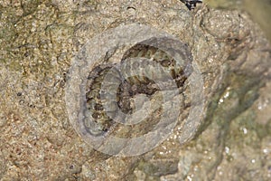 Marine chiton that is attached to a rock in the tidal strip