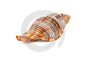 Marine cockleshell