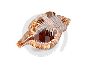 Marine cockleshell