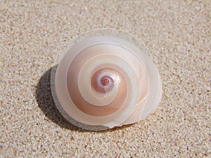 Marine cockleshell on sand