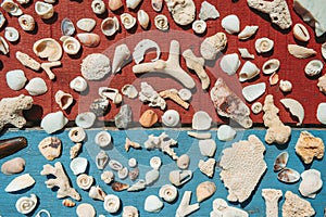 Marine composition with sea shells