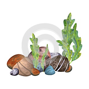 Marine composition on a white background. Sea stones, algae. Watercolor illustration for the design of souvenirs, cards