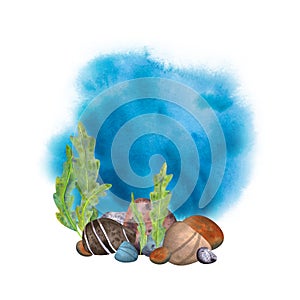 Marine composition on a white background. Sea stones, seaweed with watercolor background. Watercolor illustration for