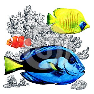 Marine coral fish with corals, isolated. Colorful sea fishes in aquarium. Watercolor illustration on white background