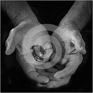 Marine Corp Veteran holding the Eagle Globe and anchor in his weathered hands