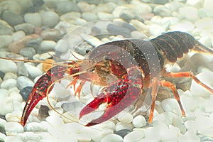 Marine crayfish in the aquarium