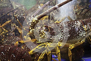 Marine crayfish in the demonstration aquarium restaurant in Macau.