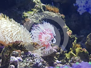 marine duster in saltwater aquarium