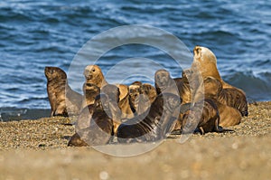 Marine elephants Patagonia Argentina