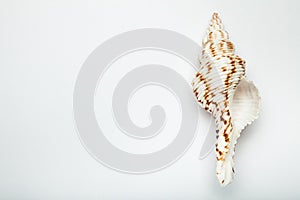Marine empty shell of natural color. White background