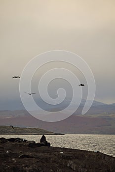 Marine fauna in the Beagle Channel. Ushuaia, Argentina