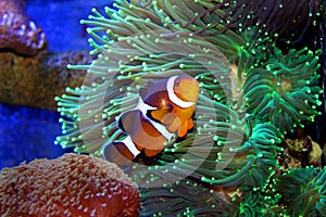 Marine Fish isolated