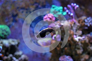 Marine Fish isolated