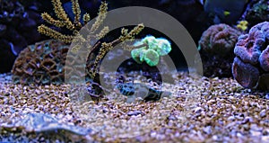 Marine Fish isolated