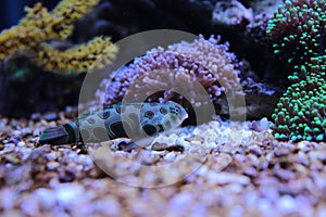 Marine Fish isolated