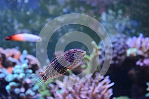 Marine Fish isolated