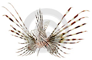 Marine fish, lion fish isolated on white backgroun