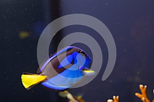 Marine Fish in reef aquarium and live rock
