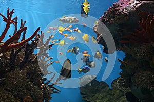 Marine Fish - Tropical Coral Reef