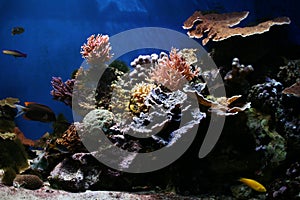 Marine Fish - Tropical Coral Reef