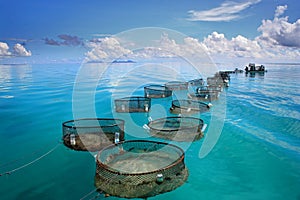 Marine Fishery on turquoise sea