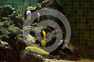 Marine fishes in aquarium tank