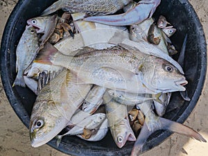 Marine fishes in the basket