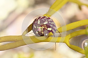 Marine flat top shell gastropod, Gibbula umbilicalis, on an alga