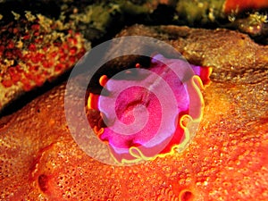 Marine Flatworm