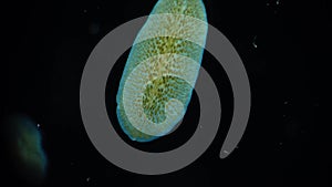 Marine flatworm, planaria, crawling on the glass