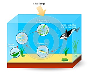 Marine Food Chain or food web