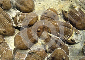 Marine Fossils photo