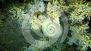 Marine gastropod mollusc giant tun Tonna galea undersea, Aegean Sea, Greece.