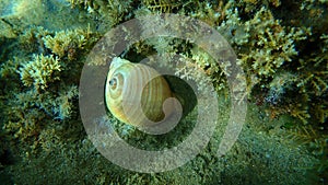 Marine gastropod mollusc giant tun Tonna galea undersea, Aegean Sea, Greece.