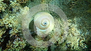 Marine gastropod mollusc giant tun Tonna galea undersea, Aegean Sea, Greece.