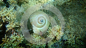 Marine gastropod mollusc giant tun Tonna galea undersea, Aegean Sea, Greece.