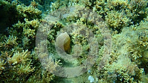 Marine gastropod mollusc giant tun Tonna galea undersea, Aegean Sea, Greece.