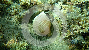 Marine gastropod mollusc giant tun Tonna galea undersea, Aegean Sea, Greece.