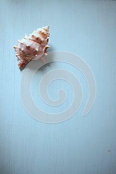 A marine gastropod shell on a white board and copy space