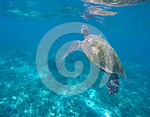 Marine green turtle in aqua blue water. Tropical sea animal. Underwater photo of big sea turtle.