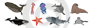 Marine Habitant with Whale, Squid, Dolphin, Walrus, Orca, Starfish, Shark and Fur Seal Vector Set